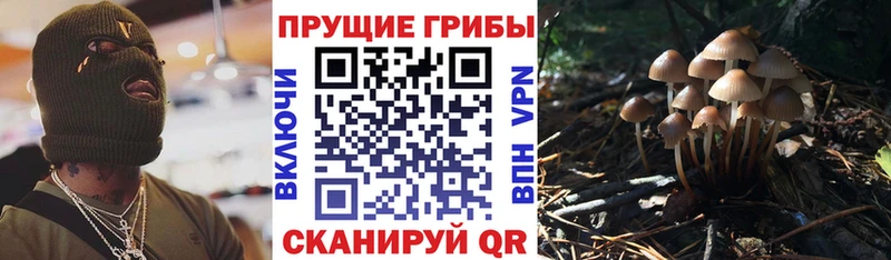 Псилоцибиновые грибы GOLDEN TEACHER  Купить где  Спасск-Дальний 